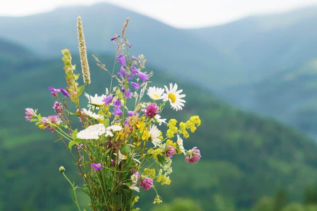 букет диви цветя - разходка в планината